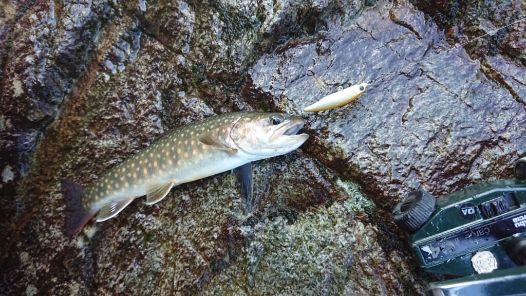 旅 セロー ピックアップで行く