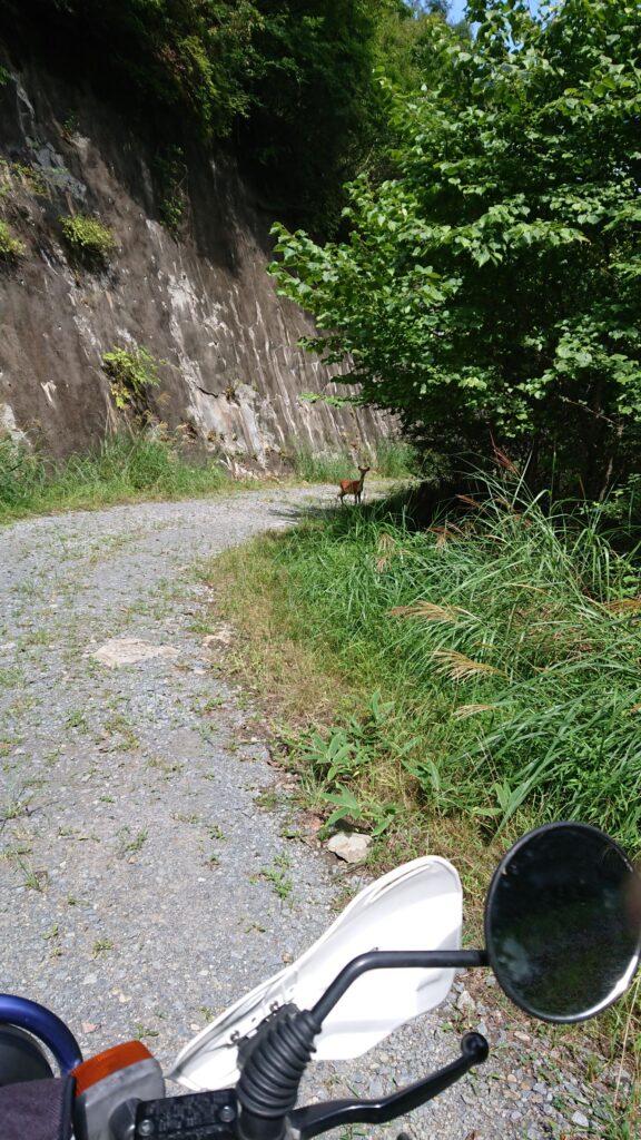 せん。 一人の整備士として、またバイク乗りとして泥臭いことをやってきた自分が、失敗を繰り返しながら「あ、これが一番心地いいな」って思えるものを見つけた独り言です。
「へぇ~」くらいで、気楽に読み流してくれれば嬉しいです。
誰かの正解じゃなく、読んでくれたの旅を見つけるための何かしらの「ヒント」になれば。そんな願いを込めて、書き進めてみます。
旅行じゃない旅!!
不自由な自由を求める。
旅って言うと大げさな感じですが、旅行ってなんだか決められた行程をこなす作業のように感じてちょっと疲れてしまうんです。
もちろん、ツーリングや複数人で行くときはそれはそれで楽しいんですけどね。
やっぱり思った通り自由に行動できるっていいなって思うんです。
「感じのよい川見つけた!!釣りしたい!!」
「今日はここで寝ようかな…」
「あっちの細い山道の先、何があるんだろう…」
「ここで飯を食う!」
そんな風に、その時の気分だけでハンドルを切る。
この先の天候が悪ければ行き先を変える。
渋滞してたら脇道を進む。
全部を自分で決めて、全部自分に返ってくる。この「不自由を楽しむ余裕」こそ、最高の遊びだと思うんです。
着続けた革ジャンを自分で塗り直したり、動かなくなったバイクをちまちま直したりするのも同じで、誰かに用意されたピカピカの新品じゃなく、自分の手で「走れる状態」にした相棒と、あえて不便な、行かないような場所へ行く。
直感でハンドルを切って、行き止まりだったら「あちゃー」って笑って引き返す。
そんな、端から見れば「無駄」だと思える時間の中にこそ、自分だけの本当の自由が詰まっている気がするんです。
車は拠点 バイクは翼
「バイクで行けばいいじゃん」ってよく言われるんですけど、車載旅には、それとはまた別の「極上の自由」があるんです。
自分にとってプロシード(ピックアップ)は、どこでも眠れる「家」であり、大切な道具を詰め込んだ「移動ガレージ」的なツールでもあるんです。
高速道路の退屈な移動や、突然の雨は車の中でやり過ごす。
で、ここぞという最高のワインディングや、細い路地の匂いを感じたい場所に着いたら、そこで初めて「翼」を降ろすんです。
重い荷物を車に預けて、身軽になったバイクで地元の空気を切り裂く。この瞬間の軽快さは、一度味わっちゃうともう戻れません。
自分の手で仕上げた相棒を、自分の運転するトラックで運ぶ。 バックミラー越しに、がっちり固定されたバイクの姿を確認するたび、「さあ、どこまで行こうか」ってニヤけちゃう。
車という「拠点」があるからこそ、バイクという「翼」でどこまでも遠くへ、安心して飛び立てる。このセットが、僕の最強のツールなんです。
自由の代償
自由って最高ですけど、そこには必ず「自分の身は自分で守る」っていう代償がついて回ります。それを痛烈に感じたのが、海外でバイクを借りたときでした。
プーケットの路地裏で借りた、見た目だけは派手なスクーター。いざ走り出してブレーキを握ったら、指がレバーを通り越してグリップに付きそうなくらいスカスカだったんです。「あ、これ死ぬかもな」って、一瞬で背中が凍りつきました。
タイヤをよく見れば、カチカチに硬化してヒビだらけ。もしあのままスコールの路面に突っ込んでいたら、今頃こうしてブログなんて書いていられなかったはずです。
「借り物だから動けばいい」なんて甘い考えは、異国の地では通用しません。 自由を最後まで楽しみ切るためには、相応の「備え」が必要なんです。 だからこそ僕は、どんな旅先でも自分の眼を信じるし、日本で自分の相棒に向き合うときは、ネジ一本の締め付けにもこだわるようになりました。
「最悪」を想定して、最高に楽しむ。 それが、不器用な僕なりにたどり着いた旅の作法なんです。
旅をとめない!!
僕が現場で最低限、これだけは譲れないのは「三種の神器」のチェック。
タイヤの「鮮度」:溝があるからOK、じゃないんです。ゴムが硬くなってないか、ひび割れてないか。
チェーンの「張り」:ダルダルだったり錆びてたりするのは、ただのパワーロス。最悪、旅先で外れたらそこで試合終了です。
ブレーキの「確信」:握った時に「止まる!」と確信できるか。レバーの遊びやパッドの残量、ここをケチるくらいなら旅には出ない方がいい。
「知識」っていうと難しく聞こえますが、これは相棒に対する「礼儀」みたいなもんです。 自分の手で少しずつ整えて、100%信頼できる状態で走り出す。この準備の時間があるからこそ、道の上で何が起きても「まあ、なんとかなる」と笑っていられる。
目的地は着いたところ
「どこまで行くの?」って聞かれるのが一番困ります(笑)。 僕にとっての目的地は、あらかじめ地図にピンを打った場所じゃない。走って、走って、「あ、ここいいな」ってエンジンを切った、その場所が目的地なんです。
広島の静かな夜の空気とか、プーケットの鼻につく熱い風、台湾の雑多な路地の匂い。 そんな、観光ポスターには載らないような「なんてことない景色」が、僕の旅の宝物です。自分で直し、自分で運び、自分の足でたどり着いたからこそ、そこは僕だけの特別な「聖地」になる。
「予定通りにいかないこと」を楽しむのが旅。 道に迷って、予定外の場所で真っ暗になっても、そこにプロシードがあればそこが寝床。 目的地に縛られず、今この瞬間、自分が立っている場所を面白がる。そんな不器用で自由な旅を、僕はこれからも続けていきたいと思っています。
旅は自立
人生、思うようにいかないことばかりですよね。 仕事で理不尽な思いをしたり、人間関係に疲れたり。僕だって、ただただ「やってらんねぇな」って投げ出したくなる夜は何度もありました。
でも、この不自由な旅を繰り返す中で、一つだけ学んだことがあります。 それは、**「自分で自分の機嫌を取り、自分の足で立つ」**という方法です。
壊れたら自分の手で直せばいい。道が塞がっていたら、別のルートを探せばいい。 そうやって旅先で一つひとつ問題をクリアしていくたび、少しずつ自分がタフになっていくのを感じるんです。この「自律」の感覚こそが、日常に戻ったときの自分を支える、目に見えない最強の武器になります。
完璧な準備なんていらなくて、まずは隣町まで走ってみる。 ボロい革ジャンを塗り直した時のような、あの小さな一歩の積み重ねが、いつの間にかあんたを遠い場所まで連れて行ってくれるはずです。
ここまで読んでくれて、ありがとう。 次はどこかの道の上で会いましょう。あんたの旅も、心から応援しています。